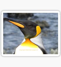 King penguin (Aptenodytes patagonicus) Sticker