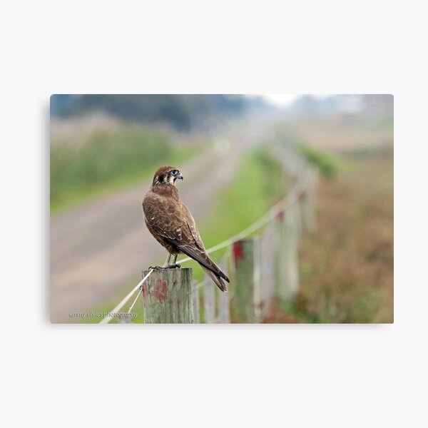 Brown Falcon (618) Metal Print