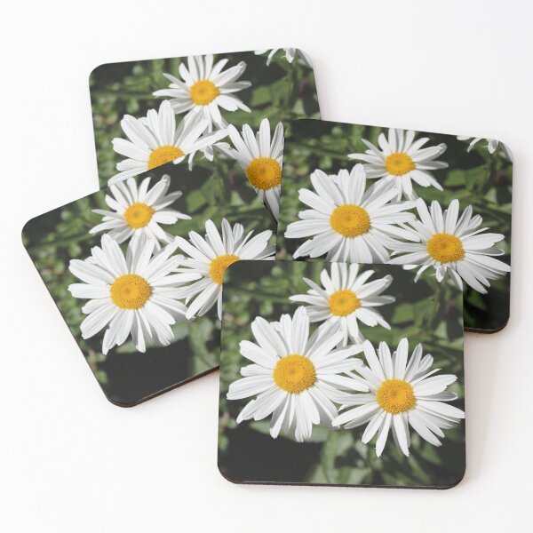 Item preview, Pretty pure white daisy flowers. Floral nature photography.  designed and sold by naturematters.