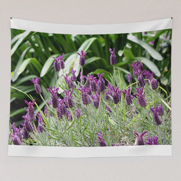 Item preview, Lavender flowers in bloom in garden designed and sold by FranWest.