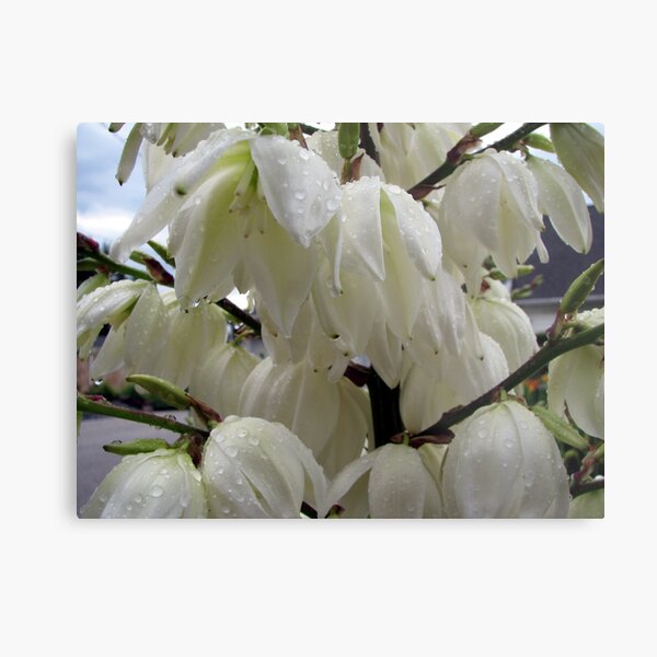 Rainy Day Weddin' Belles Metal Print