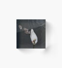 Swan and Cygnets Acrylic Block