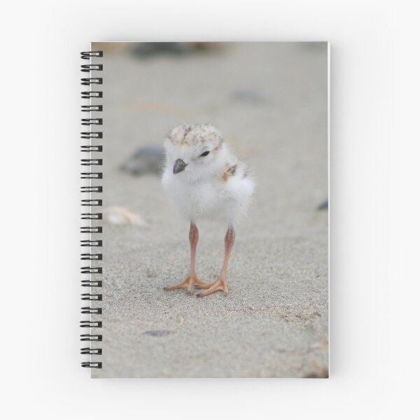 Item preview, Piping Plover Hatch ling. designed and sold by Lee d'Entremont.