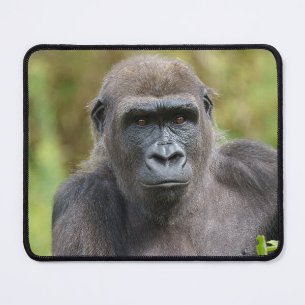Item preview, gorilla portrait designed and sold by rawshutterbug.