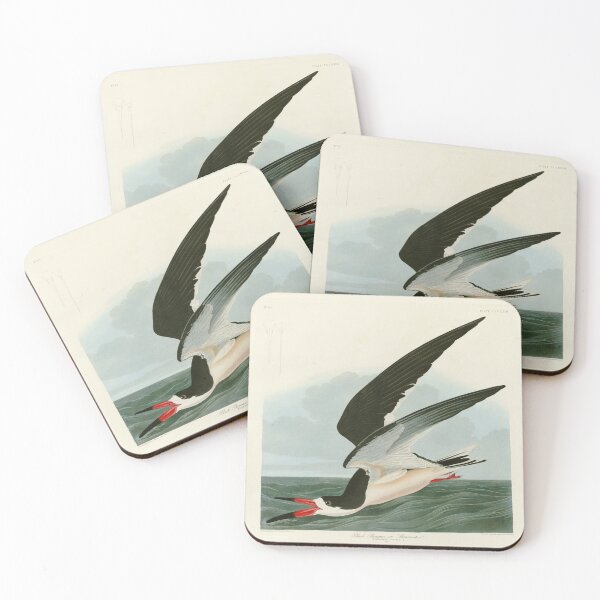 Item preview, Black Skimmer or Shearwater by John James Audubon designed and sold by Natural History Prints.