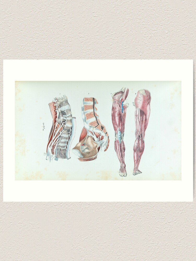 Vintage Anatomie Der Menschlichen Beine Und Fusse Kunstdruck Von Pdgraphics Redbubble