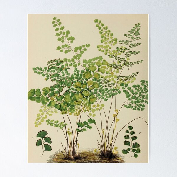 Item preview, Maidenhair Ferns designed and sold by BlueSpecsStudio.