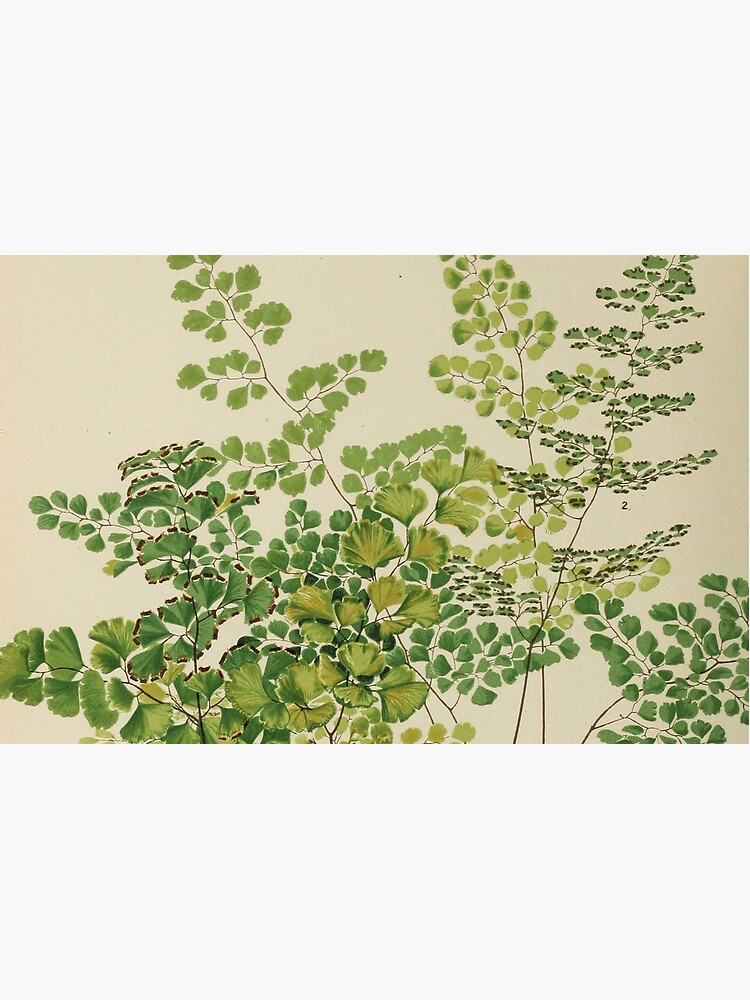 Maidenhair Ferns by bluespecsstudio