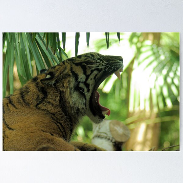 Aperçu de l'œuvre Tiger yawning, Melbourne Zoo créée et vendue par Peter Hall.