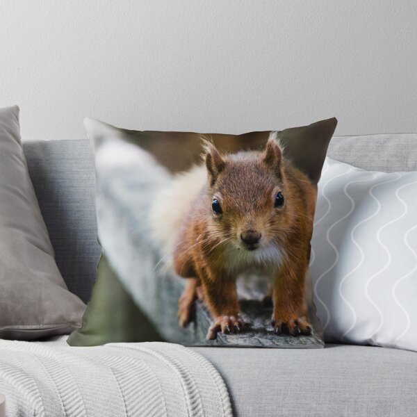 Item preview, Red squirrel, face to face designed and sold by alfiow.