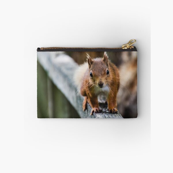 Item preview, Red squirrel, face to face designed and sold by alfiow.