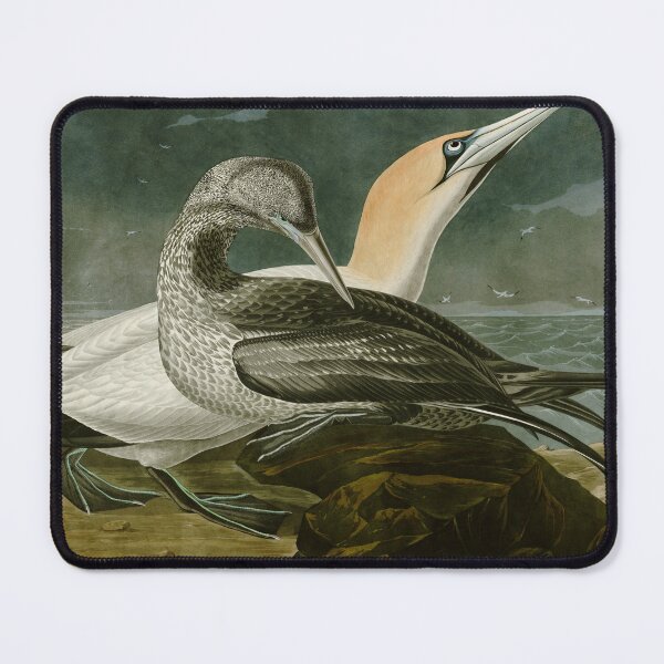 Item preview, Gannet - John James Audubon Birds of America designed and sold by Natural History Prints.