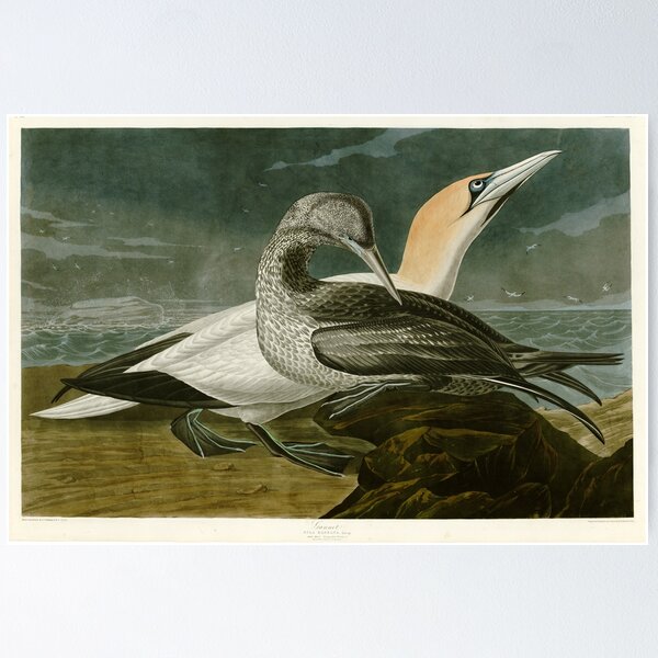 Item preview, Gannet - John James Audubon Birds of America designed and sold by Natural History Prints.