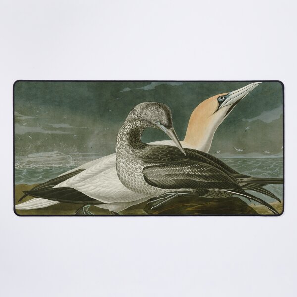 Item preview, Gannet - John James Audubon Birds of America designed and sold by Natural History Prints.