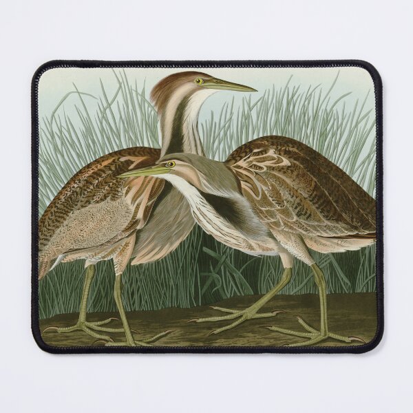 Item preview, American Bittern - John James Audubon Birds of America designed and sold by Natural History Prints.