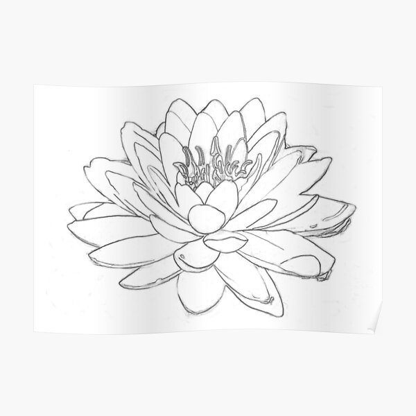 Lilly Poster