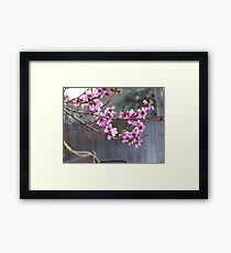 blossoms Framed Print