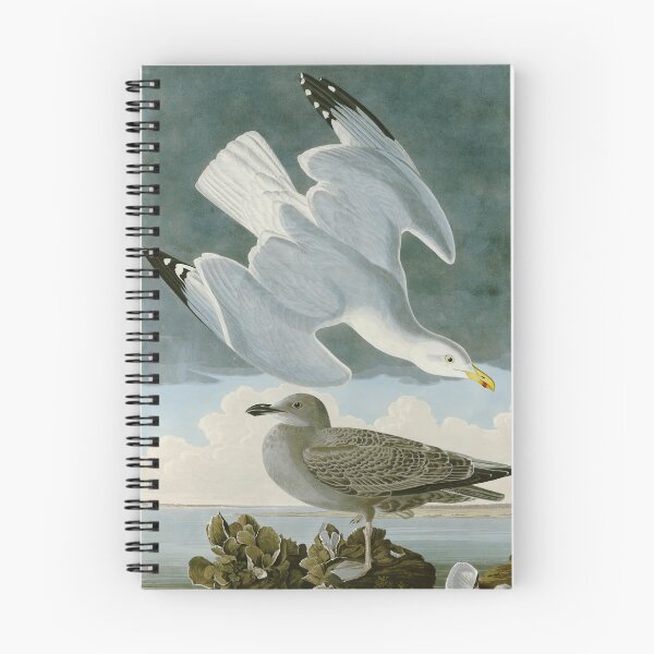 Item preview, Herring Gull - John James Audubon Birds of America designed and sold by Natural History Prints.