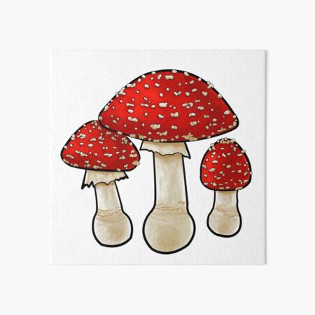 Amanita muscaria Galeriedruck