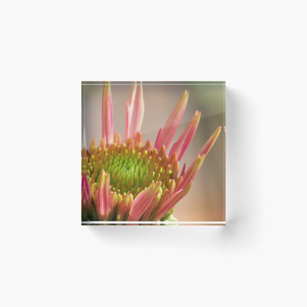 Item preview, Coneflower Pastels designed and sold by okomedesign.