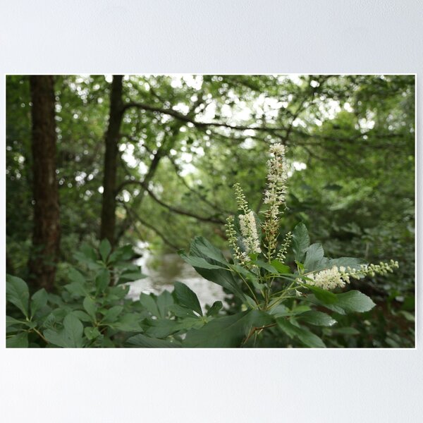 Item preview, Sweet Pepperbush designed and sold by RVogler.