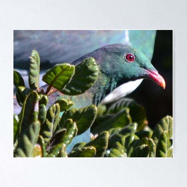 Item preview, Wood Pigeon Portrait designed and sold by lizdomett.