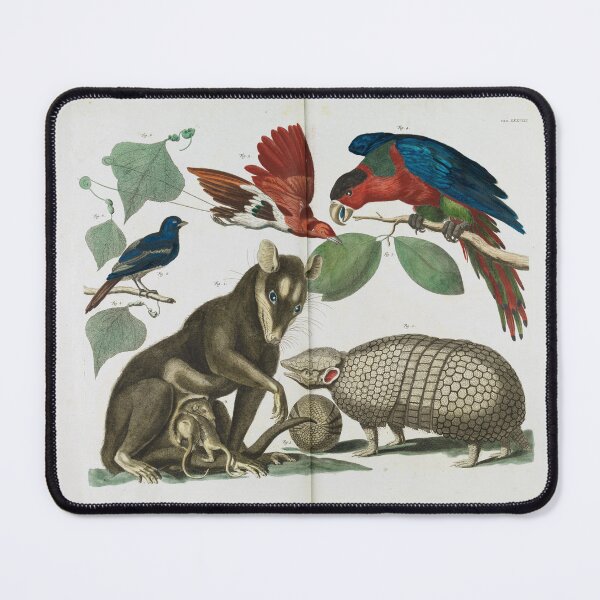 Item preview, Molucca Opossum, Didelphis molucca and Armadillo, Tolypeutes matacus By Albertus Seba designed and sold by Amanda1775.