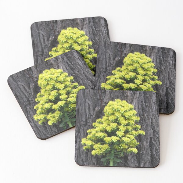Item preview, Aeonium flowers designed and sold by greentiger1.