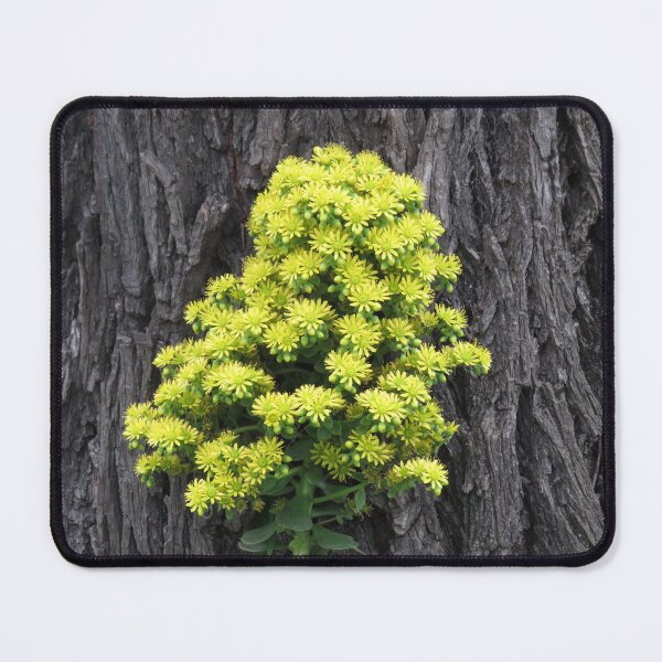 Item preview, Aeonium flowers designed and sold by greentiger1.