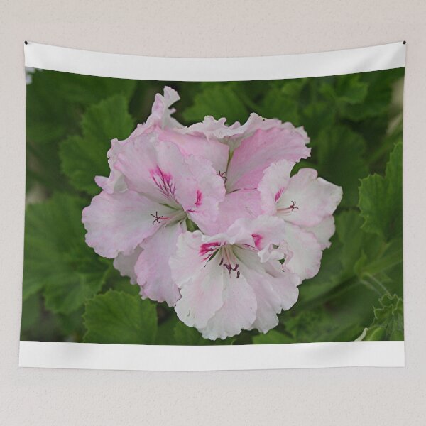 Item preview, Pale pink Pelargonium flower in bloom designed and sold by FranWest.