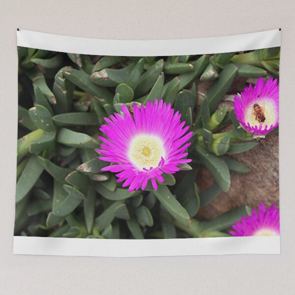 Item preview, Bright pink Pigface flowers in bloom in garden designed and sold by FranWest.