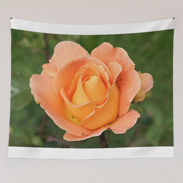 Item preview, Rose flower (orange) in bloom in garden designed and sold by FranWest.