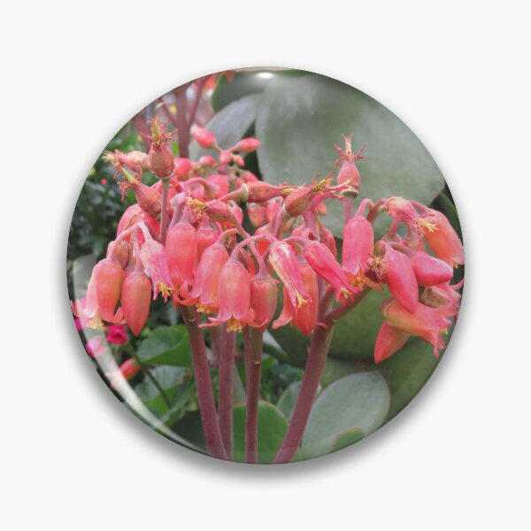 Item preview, Cotyledon orbiculata flowers designed and sold by greentiger1.