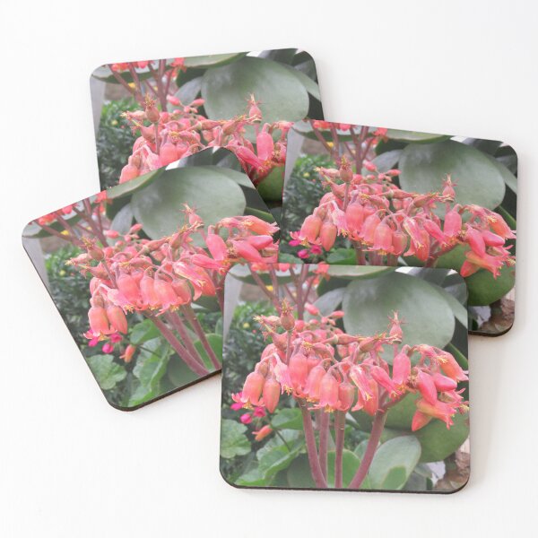 Item preview, Cotyledon orbiculata flowers designed and sold by greentiger1.