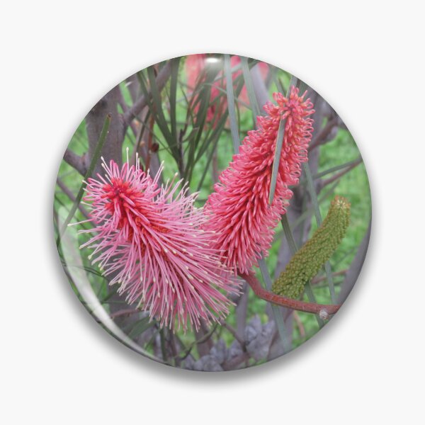 Item preview, Hakea francisiana flowers designed and sold by greentiger1.