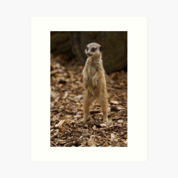 Item preview, Baby Meerkat Standing Upright designed and sold by rawshutterbug.