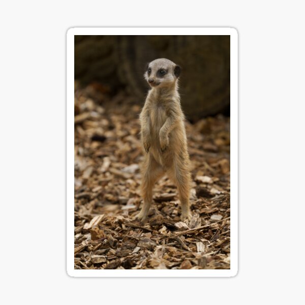 Item preview, Baby Meerkat Standing Upright designed and sold by rawshutterbug.