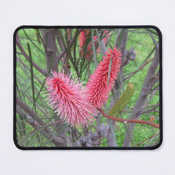Item preview, Hakea francisiana flowers designed and sold by greentiger1.