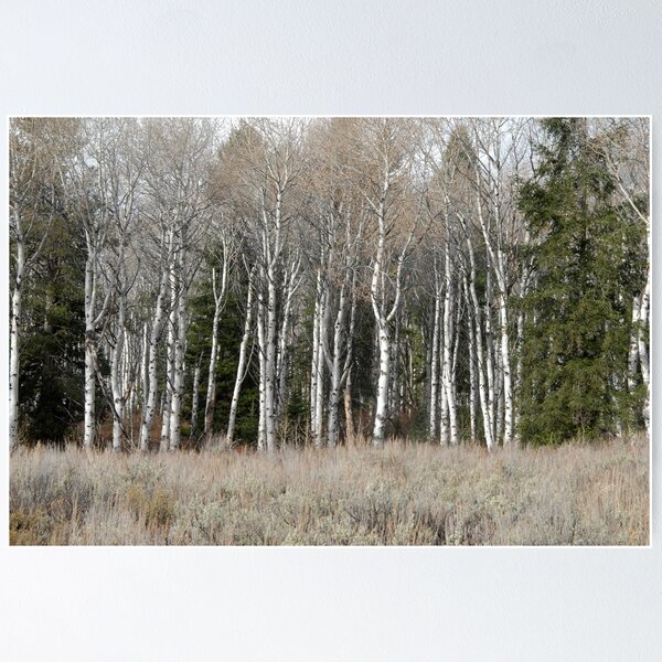 Item preview, A Grove of Birch Trees designed and sold by NancyKHajjar.