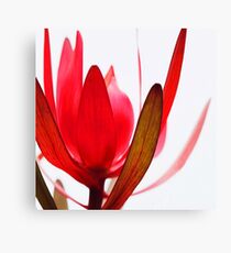 ABSTRACT RED Canvas Print