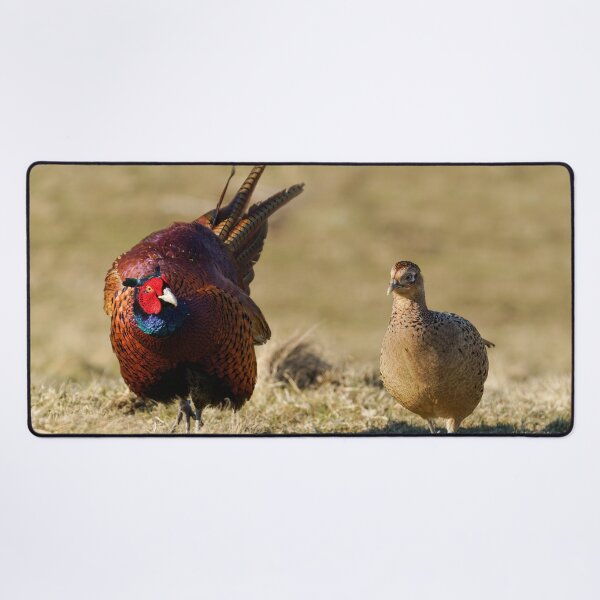 Item preview, Pheasant Courtship designed and sold by rawshutterbug.