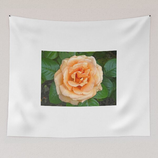 Item preview, Apricot Rose designed and sold by Graeme  Hyde.