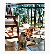 House Guest? Photographic Print