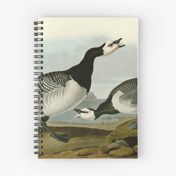 Item preview, Barnacle Goose - John James Audubon Birds of America designed and sold by Natural History Prints.