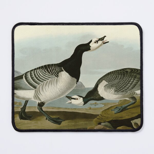 Item preview, Barnacle Goose - John James Audubon Birds of America designed and sold by Natural History Prints.