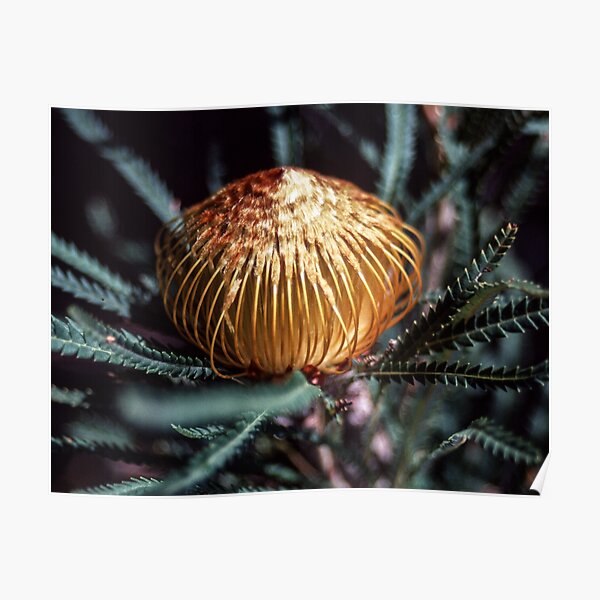 Orange Dryandra flower on Bluff Knoll Stirling Ranges Australia 19820830 0037 Poster