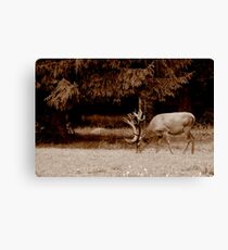 Cerf Canvas Print