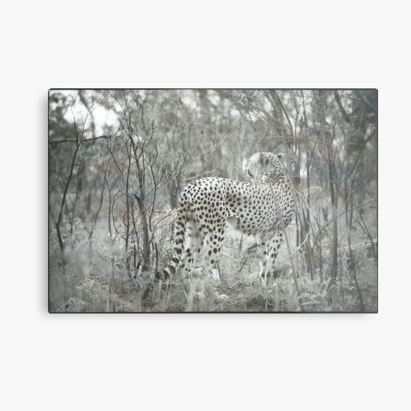 Cheetah Metal Print