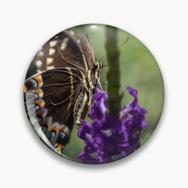 Artikelvorschau, Schwarzer Schwalbenschwanz-Schmetterling auf einer Porter-Weed-Blüte entworfen und verkauft von KbytesOfJax Outdoor and Nature.