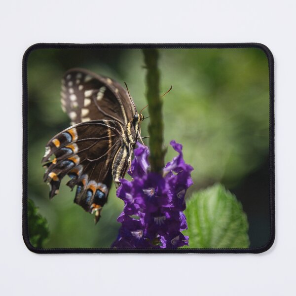 Item preview, Black Swallowtail Butterfly on Porter Weed blossom designed and sold by KbytesOfJax Outdoor and Nature.